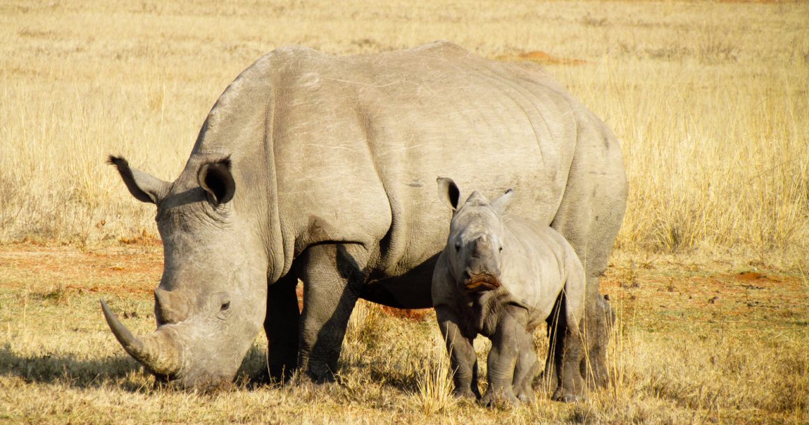 Rhino and baby
